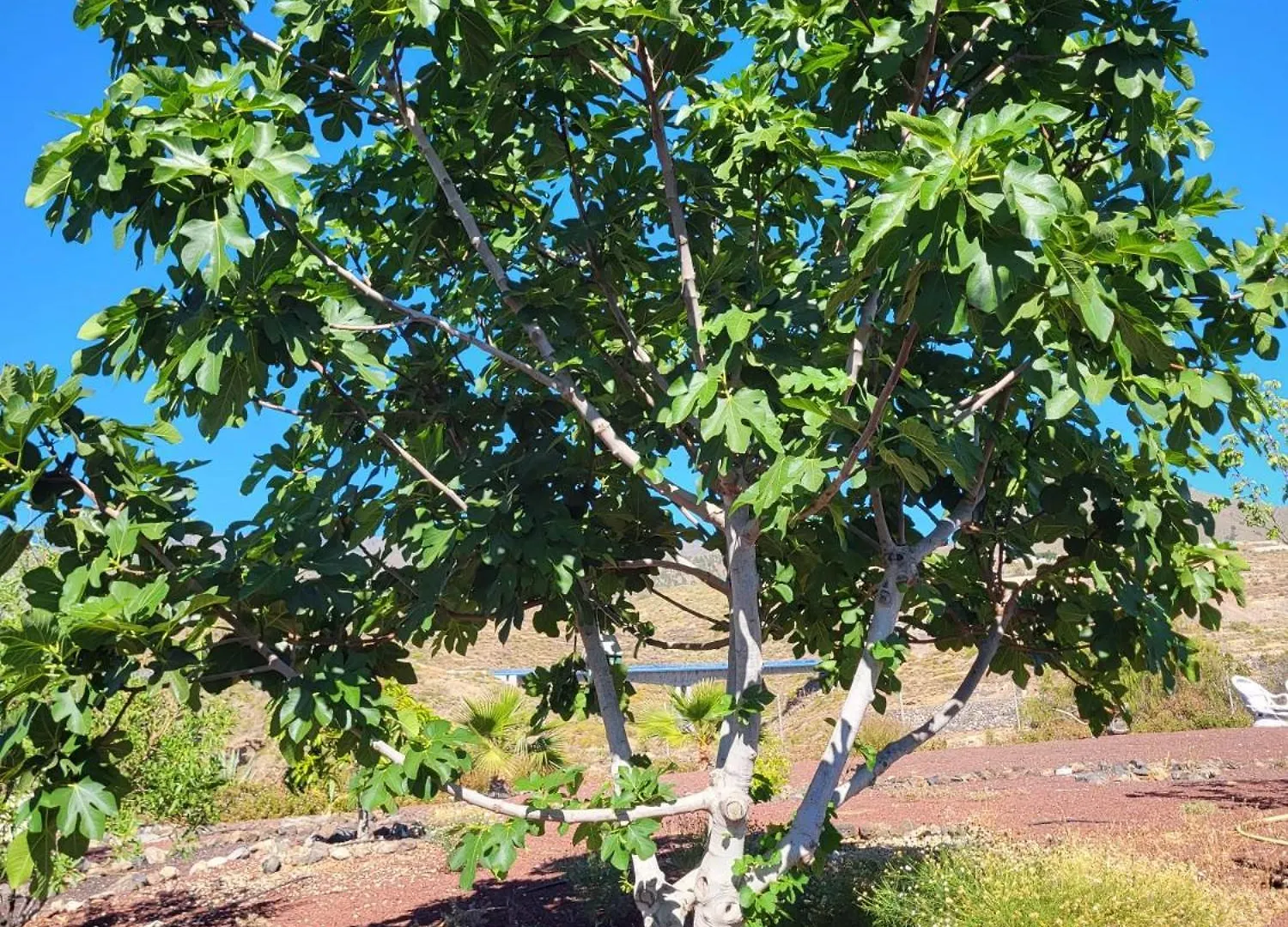 Сasa de vacaciones Finca Arcoíris Guía de Isora